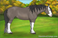 Horse Color:Black Splash 