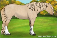 Horse Color:Red Dun Roan Splash Frame Rabicano 