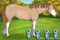 Horse Color:Red Dun Roan Splash Rabicano 