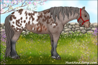 Horse Color:Bay Near Leopard 