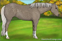 Horse Color:Silver Smoky Black 