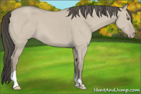 Horse Color:Classic Cream Champagne Dun 