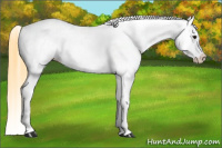 Horse Color:Buckskin Blanket 