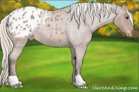 Horse Color:Silver Bay Roan Appaloosa Rabicano 
