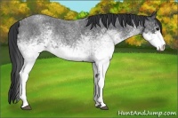 Horse Color:White Spotted Blue Roan 