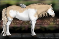 Horse Color:Red Dun Roan Splash Frame Rabicano 
