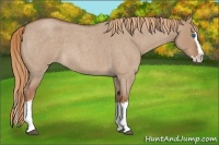 Horse Color:Red Dun Roan Splash Rabicano 