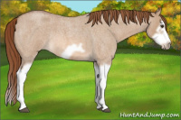 Horse Color:Red Dun Roan Splash Frame Rabicano 
