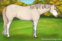Horse Color:Red Dun Roan Splash Frame Rabicano 