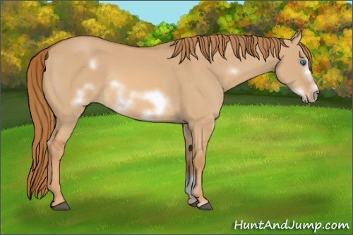 Horse Color: Red Dun Sabino Frame Rabicano 