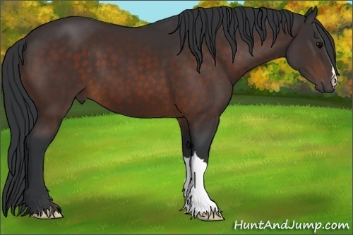 Horse Color: Bay 