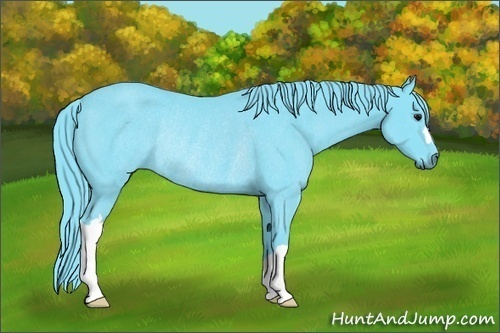 Horse Color: Watercolor Black Rabicano 