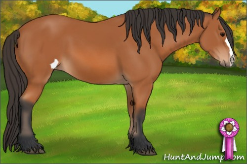 Horse Color: Bay 