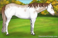 Horse Color:Red Dun Roan Splash Frame Rabicano