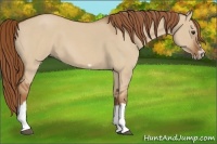 Horse Color:Red Dun Roan Splash Frame Rabicano 