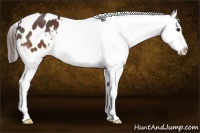Horse Color:Bay Splash Appaloosa
