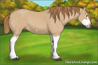 Horse Color:Red Dun Roan Splash Frame Rabicano