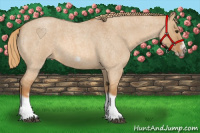 Horse Color:Red Dun Roan Splash Frame Rabicano 