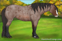 Horse Color:Bay Roan Splash