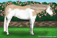 Horse Color:Red Dun Roan Splash Frame Rabicano