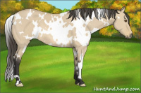 Horse Color:White Spotted Buckskin Dun 