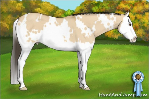 Horse Color:White Spotted Buckskin Dun Splash 