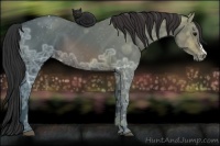 Horse Color:Brown Ice Appaloosa 