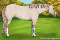 Horse Color:Red Dun Roan Splash Rabicano 