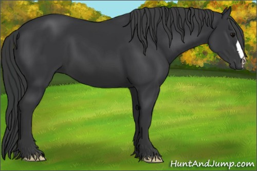 Horse Color: Brown 