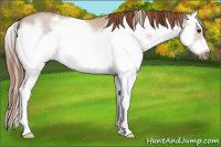 Horse Color:Red Dun Roan Splash Frame Rabicano