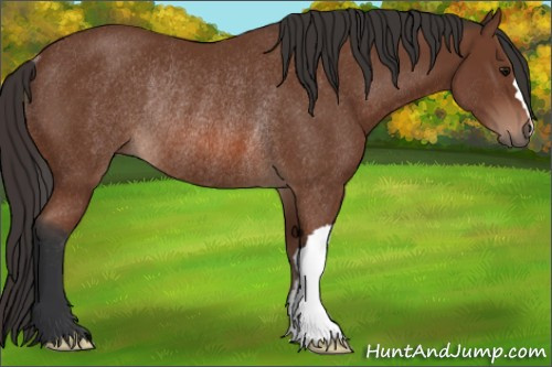 Horse Color: Bay Rabicano 