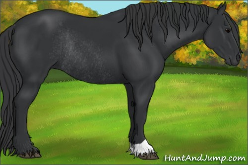 Horse Color: Brown Rabicano 