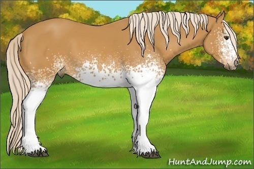 Horse Color: White Spotted Palomino 