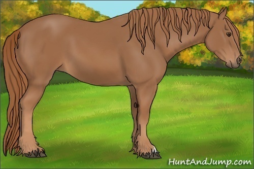 Horse Color: Chestnut 