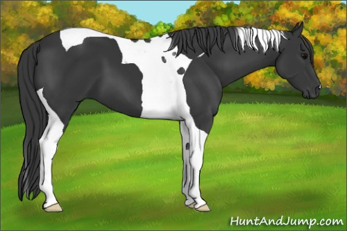 Horse Color: Brown Tobiano 