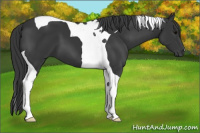 Horse Color:Brown Tobiano