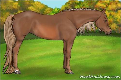Horse Color: Liver Chestnut 