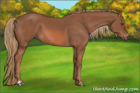 Horse Color:Liver Chestnut 