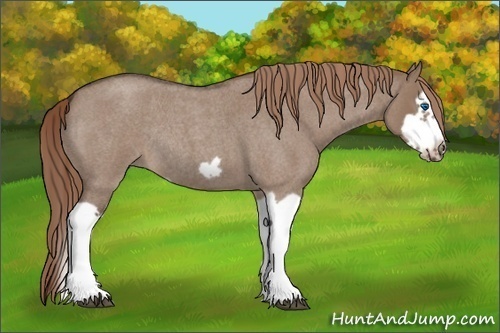 Horse Color: Unknown 
