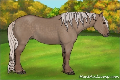 Horse Color: Silver Grullo 