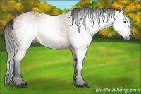Horse Color:Gray Bay
