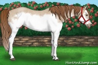Horse Color:Red Dun Roan Splash Frame Rabicano 