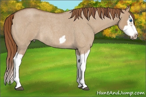 Horse Color:Red Dun Roan Splash Frame Rabicano