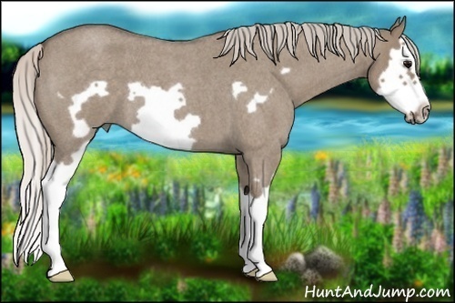 Horse Color:Silver Grullo Roan Splash Frame 