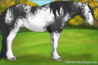 Horse Color:White Spotted Black 
