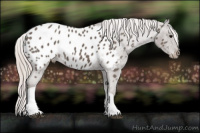 Horse Color:Silver Brown Appaloosa