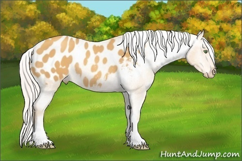Horse Color: Silver Sable Cream Champagne Blanket Rabicano 