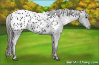 Horse Color:Black Appaloosa Rabicano 