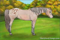Horse Color:Bay Splash Appaloosa 