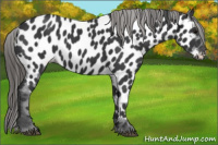Horse Color:Black Near Leopard 